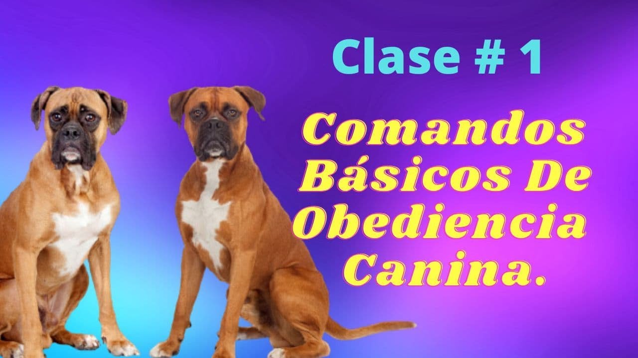 Clase #1 - Comandos de obediencia canina