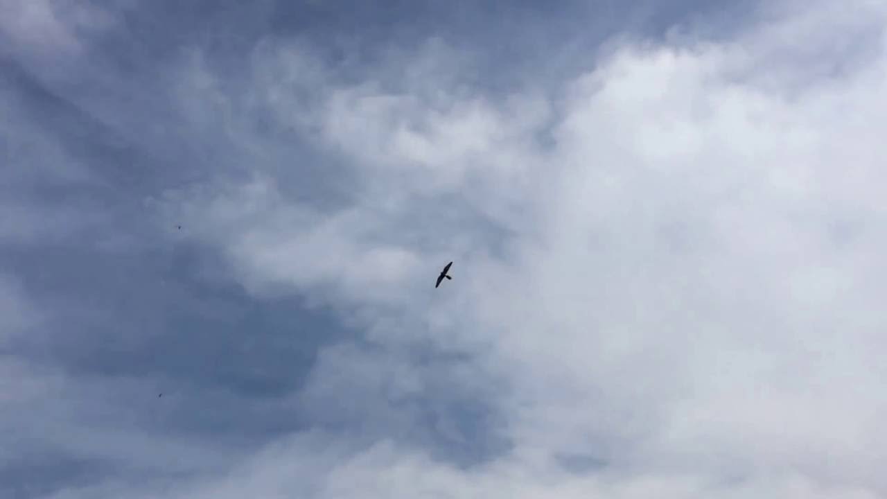 Training kestrel with lure by Quynh Nguyen