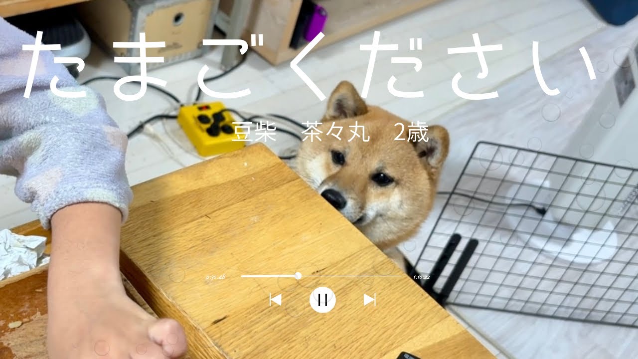 【豆柴 茶々丸 2歳】タンパク質大好きな柴犬の1日