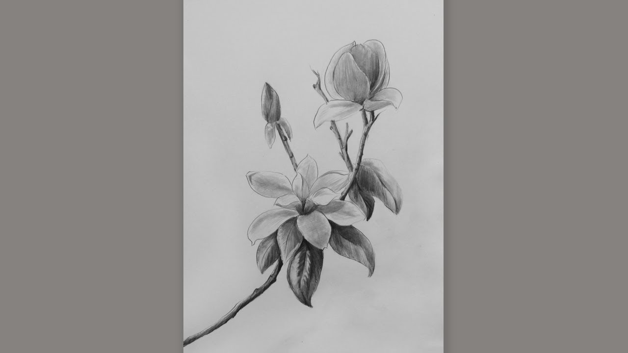 How To Draw A  Magnolia Flower  Step By Step: Pencil Sketch  Magnolia Flower Drawing