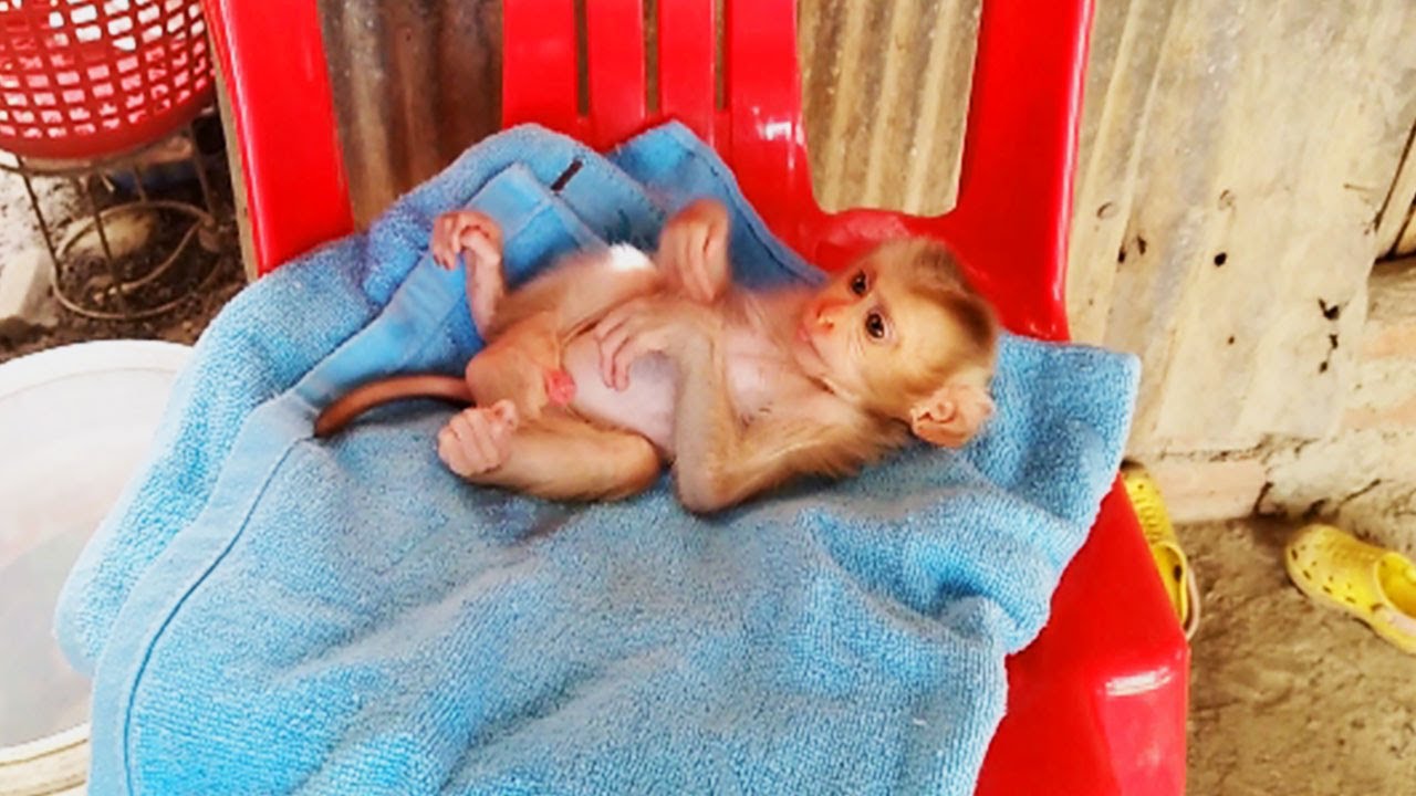 So hot day! Baby monkey Abbey wants to take a noon bath