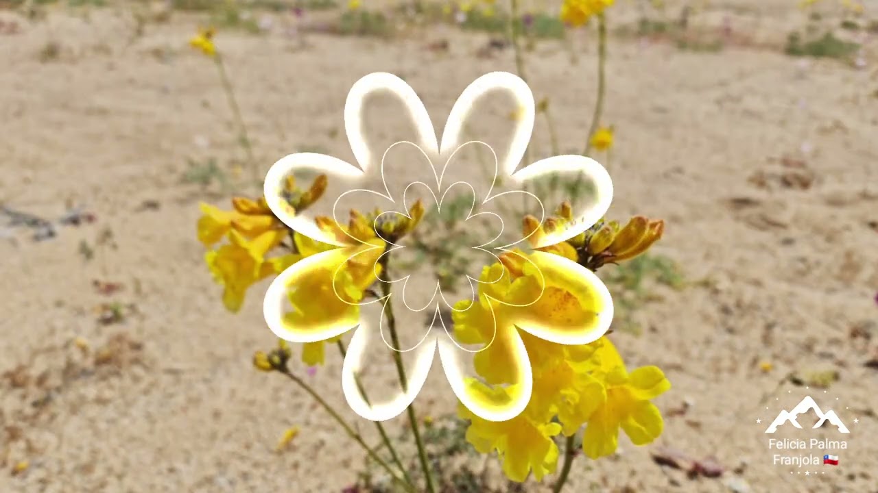 Desierto Florido 2022. Explosión de flores en el desierto más árido del mundo en Atacama, Chile🇨🇱