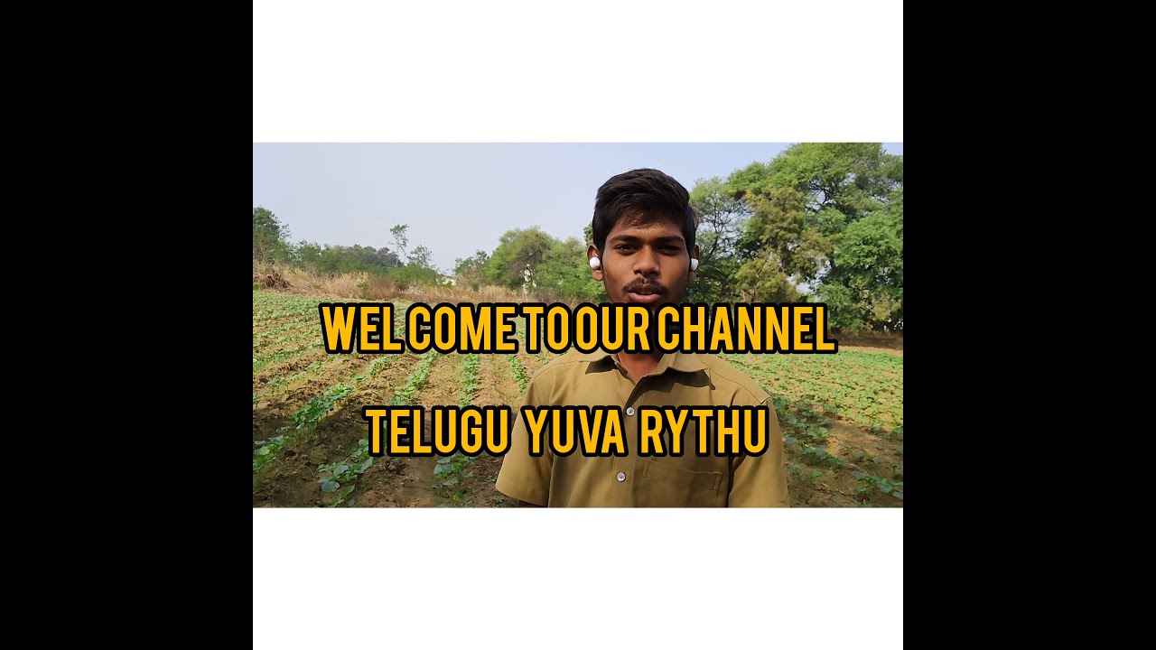 Telugu agriculture videos #latestagriculture #Bhendifarming#Teluguyuvarythu#farmer