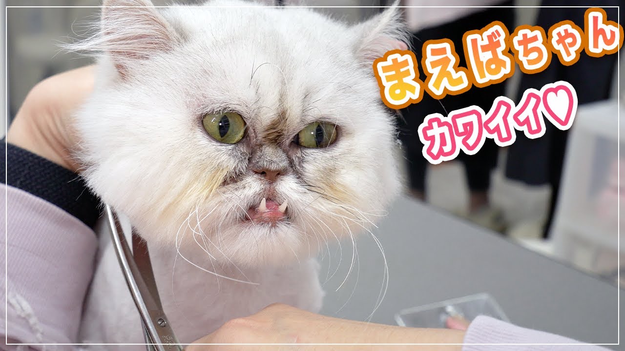 とってもユニークな【まえばちゃん】性格まで可愛くて癒やされる、こんなに大人しいチンチラシルバーがいるの？