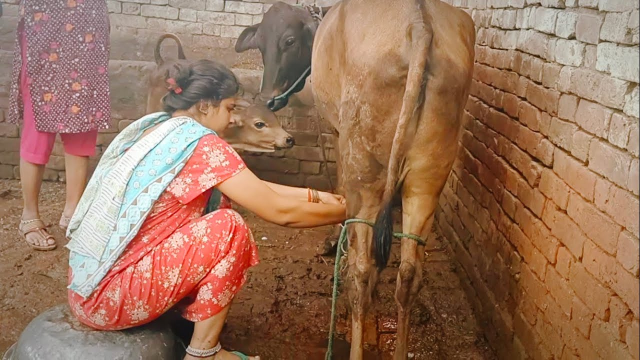 Bahut dino baad cow milking