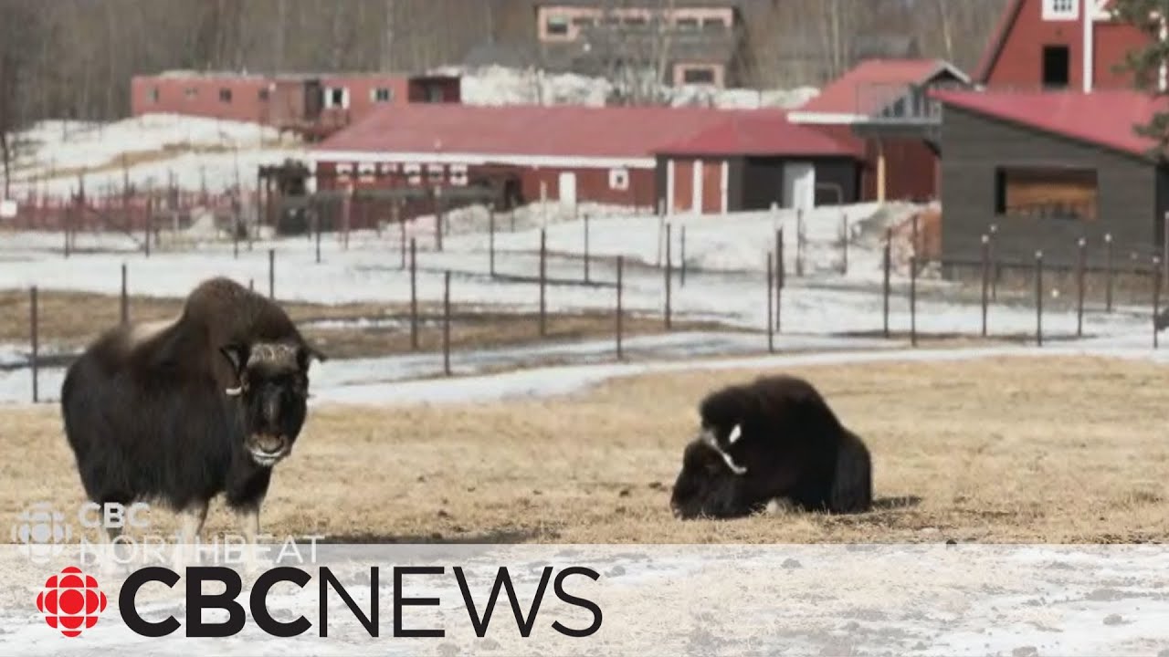 Meet the musk ox in this Alaskan farm