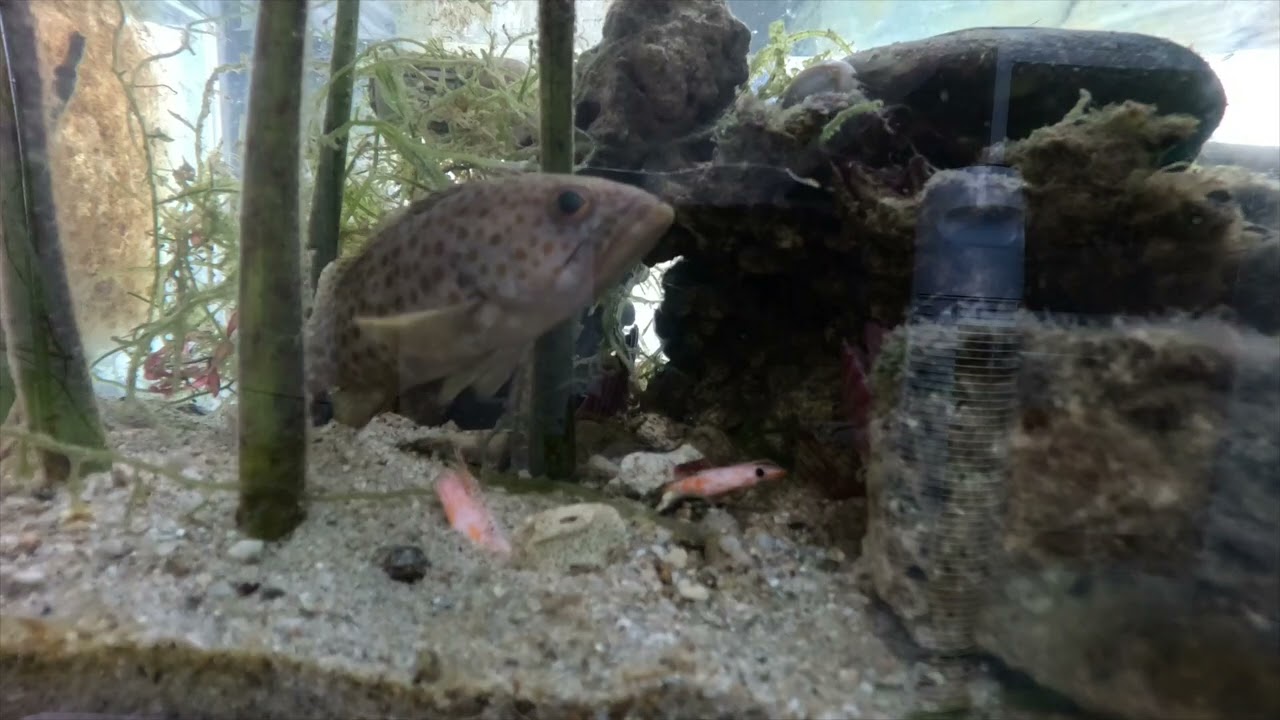 Grouper&rsquo;s Ambush 🐟 One Hour Wait for a 3-Second Hunt! #OceanLife #Predator #EcoTank #Nature