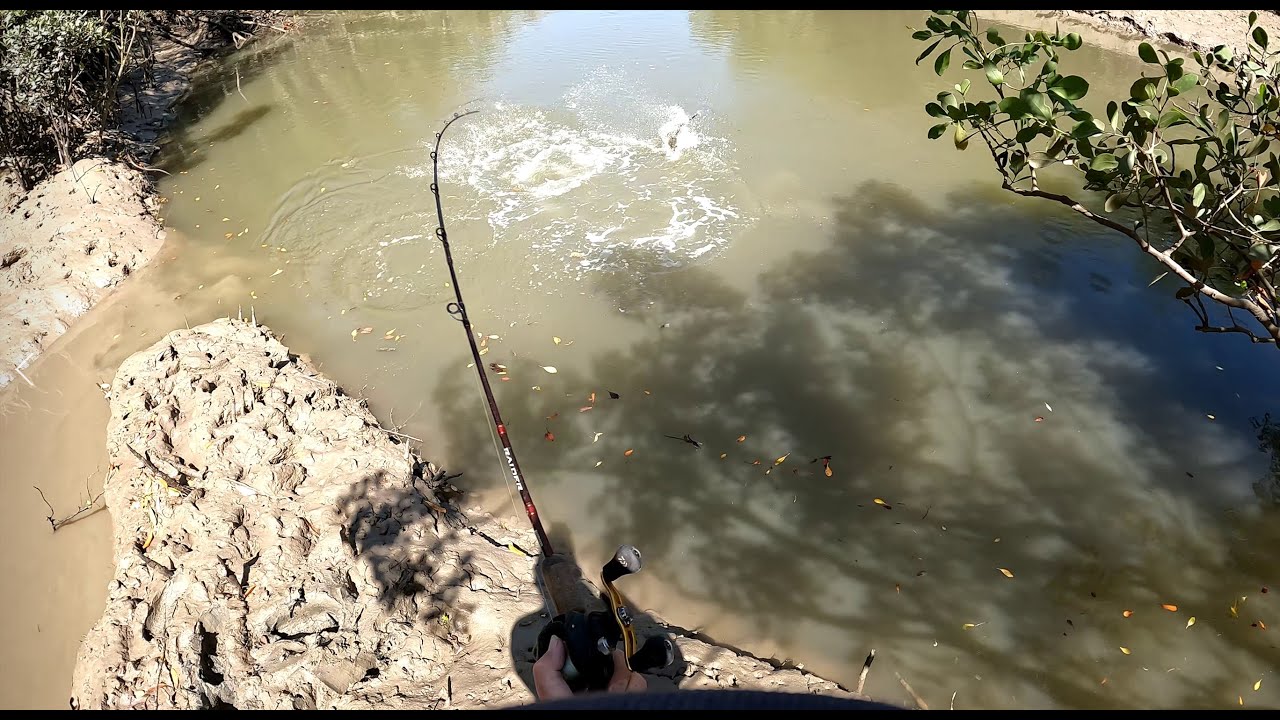 Barramundi fishing land based Darwin Northern Territory Pt3
