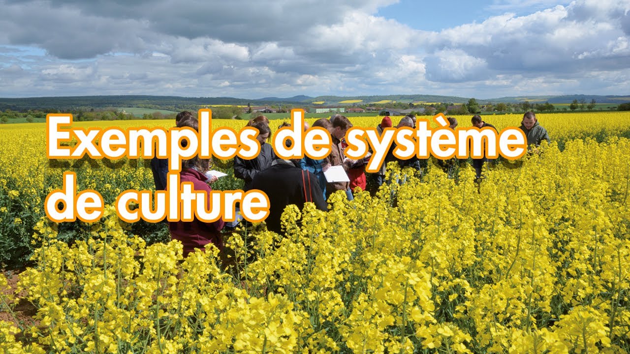 Système de culture : collaborer pour innover - Rencontres Techniques de Terres Inovia 2020