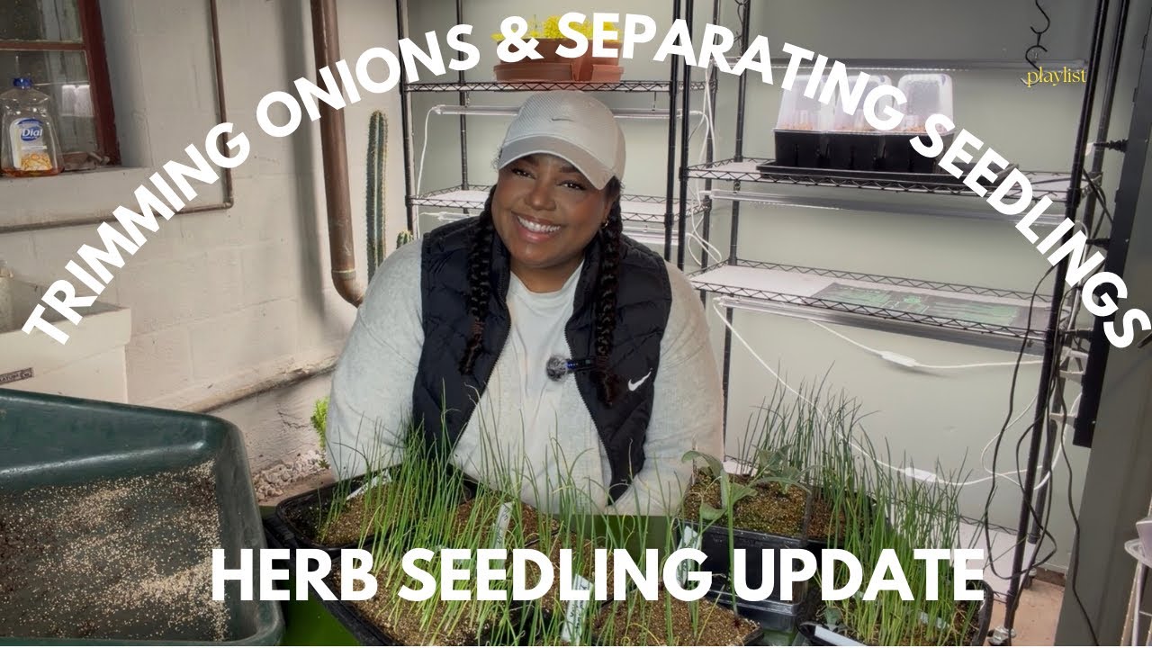 SEPARATING SEEDLINGS || TRIMMING ONIONS || HERB SEEDLING UPDATES! 🌱