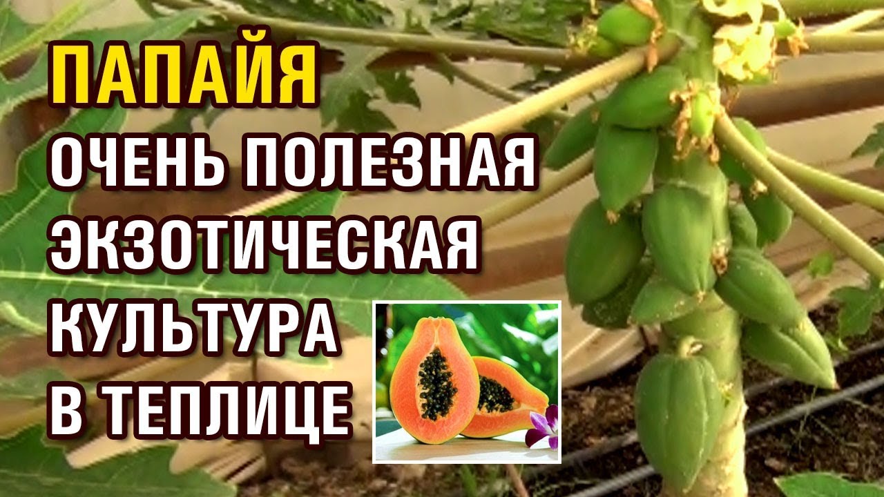 ПАПАЙЯ - ОЧЕНЬ ПОЛЕЗНАЯ ЭКЗОТИЧЕСКАЯ КУЛЬТУРА В ТЕПЛИЦЕ (07-10-2019)