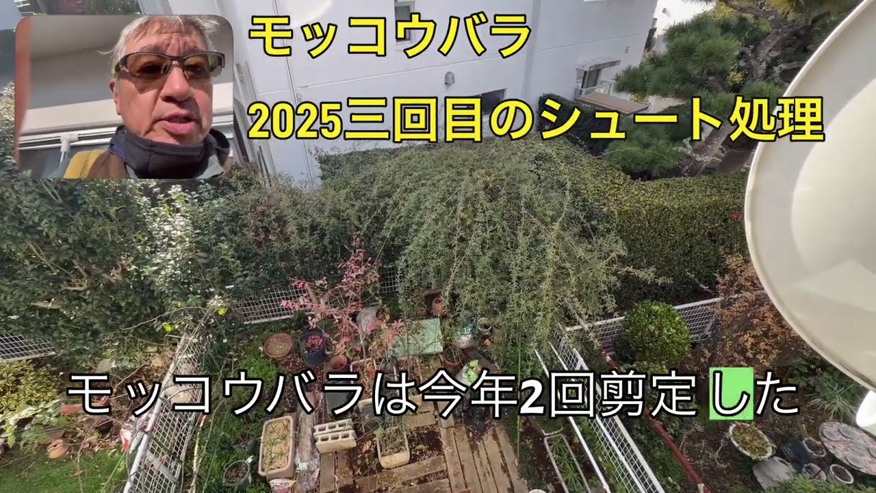 【栽培記録】モッコウバラ2025年三回目のシュート処理