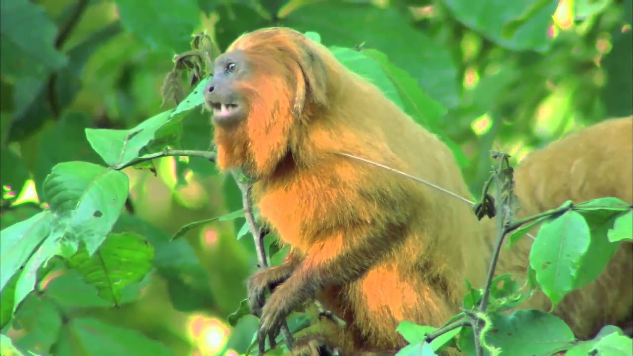 Mico-leão-dourado