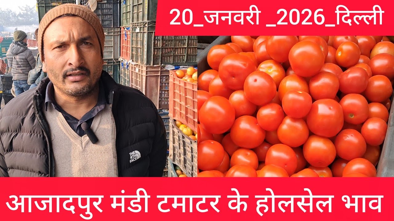 January 20, 2026 दिल्ली 🍅टमाटर के भाव azadpur Delhi mandi today #tomatomarket #delhitomatomarket