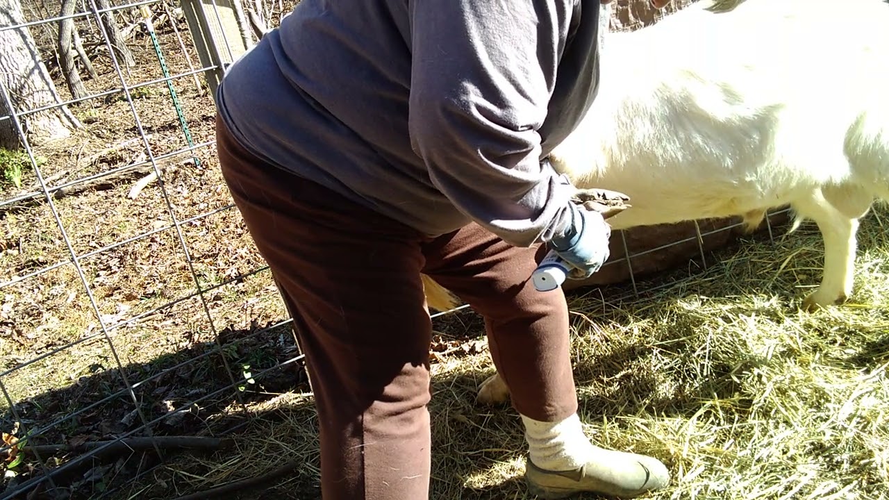 Trimming Goat Hooves With A Rotary Tool