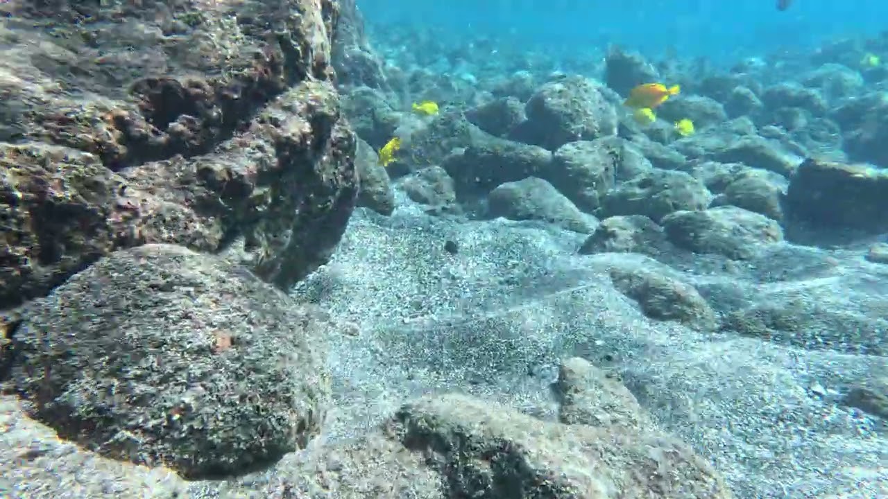 Maui 1653 - Snorktour Shallows - Yellow Tail Coris, Max Moa, Yellow Tang, Needlefish