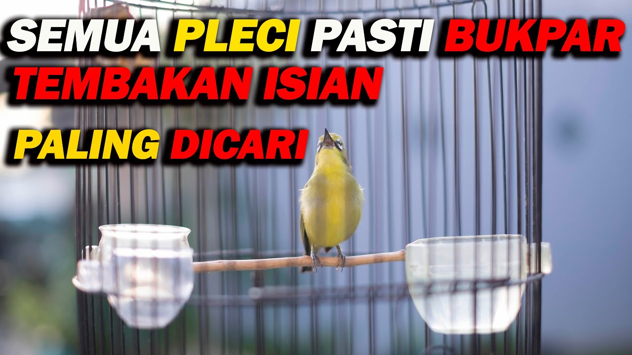 PANCINGAN PLECI NEMBAK ISIAN PALING DICARI DI GANTANGAN