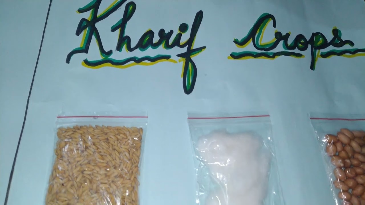 Rabi crops and kharif crops| Project made by 8 year old Daim😄 #daim #rabikharifcrops #project #video