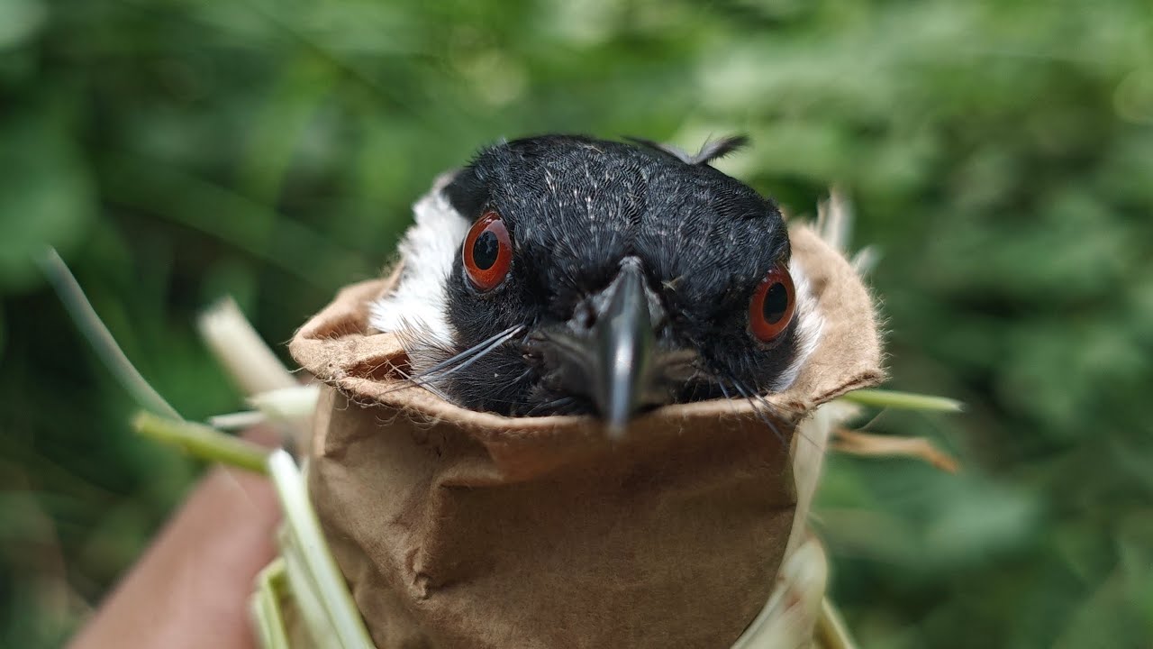 Tutorial pasang pulut untuk pikat burung