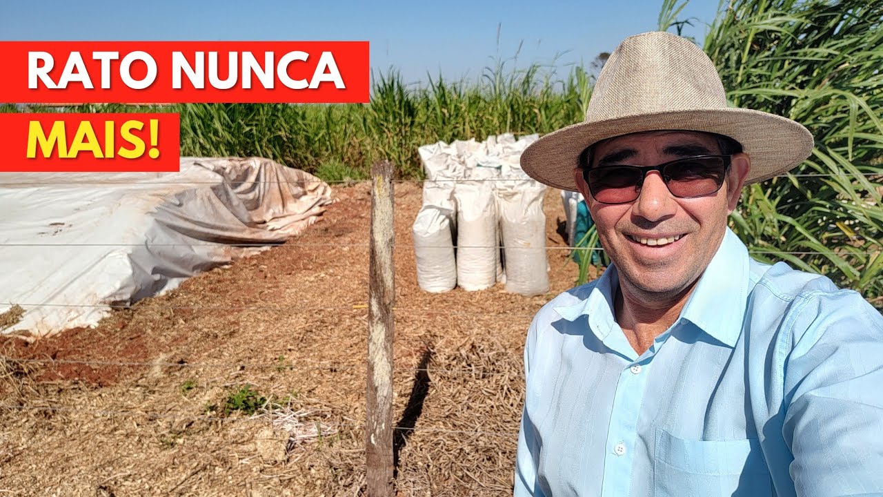 Como ELIMINAR Ratos e Baratas de Uma Vez: Dica CASEIRA E INFALÍVEL.