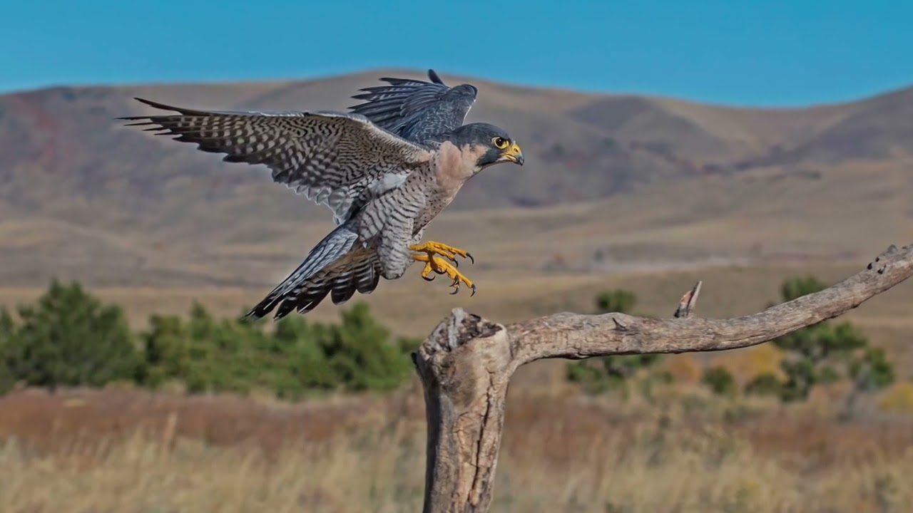 Ranger Talks- Vermillion Cliffs National Monument, Respect Wildlife and the California Condors
