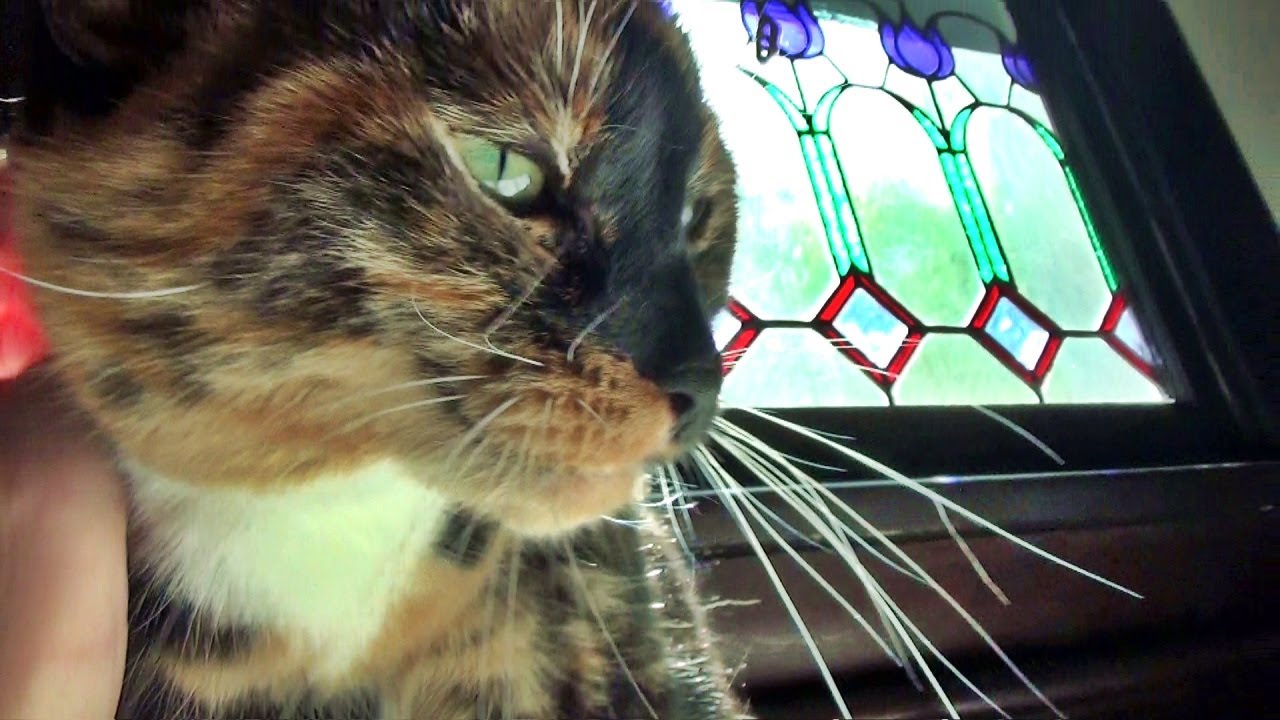 It's Kits Cats Time Again!