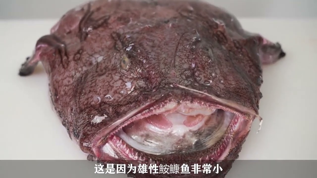 公认最好吃的10种野生海鱼，目前无法人工养殖，很多人都不知道