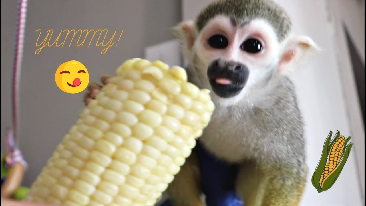 Baby Squirrel Monkey Pet Eats YUMMY Giant Sweet Corn First Time! (FUN)