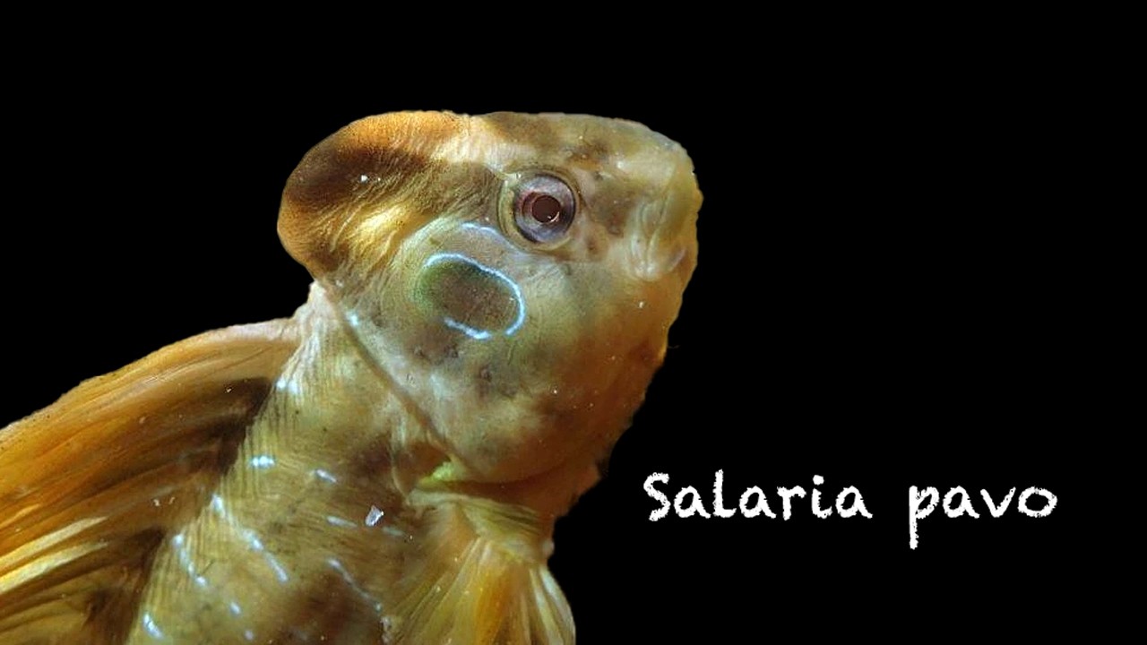 Salaria pavo (gallerbo)