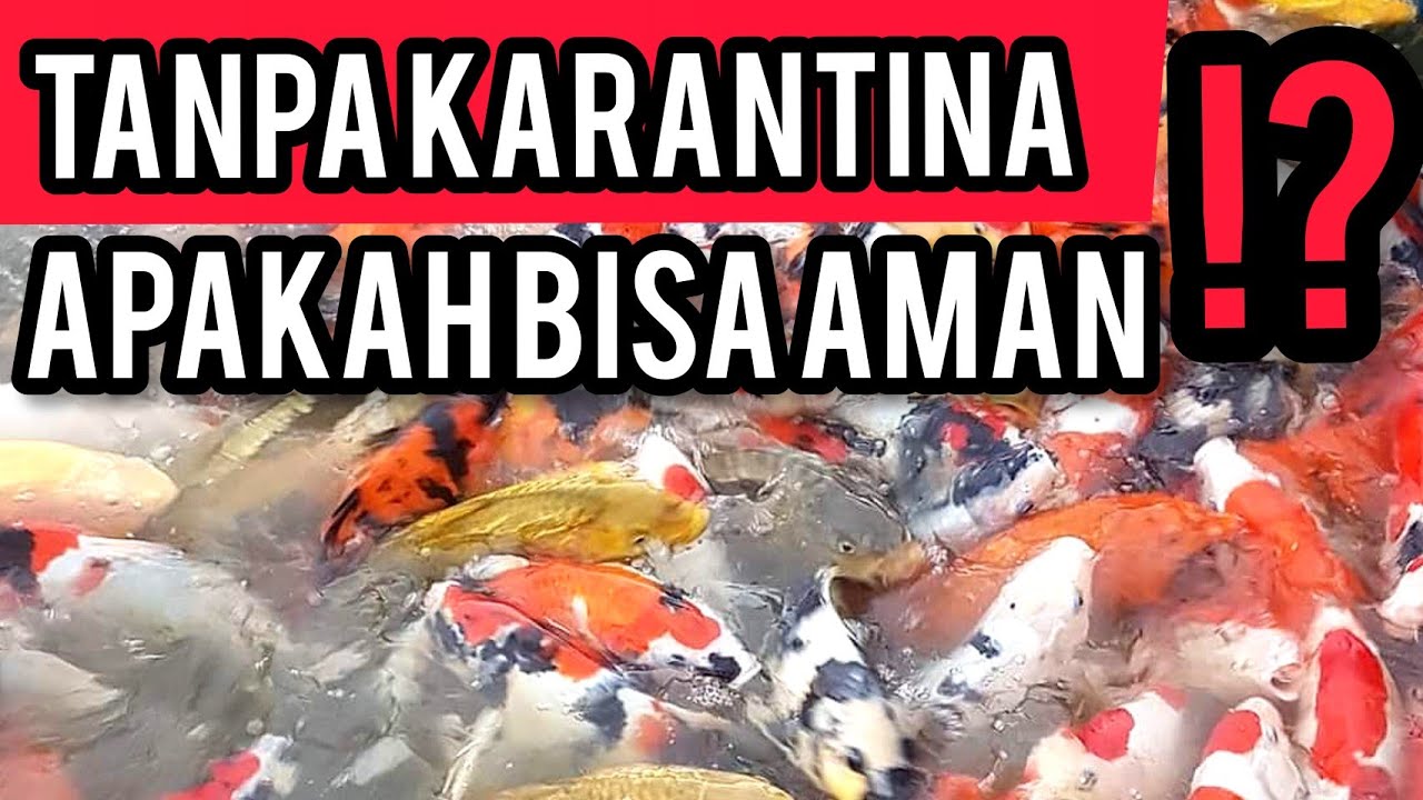 PENANGANAN IKAN KOI BARU BELI BIAR AMAN
