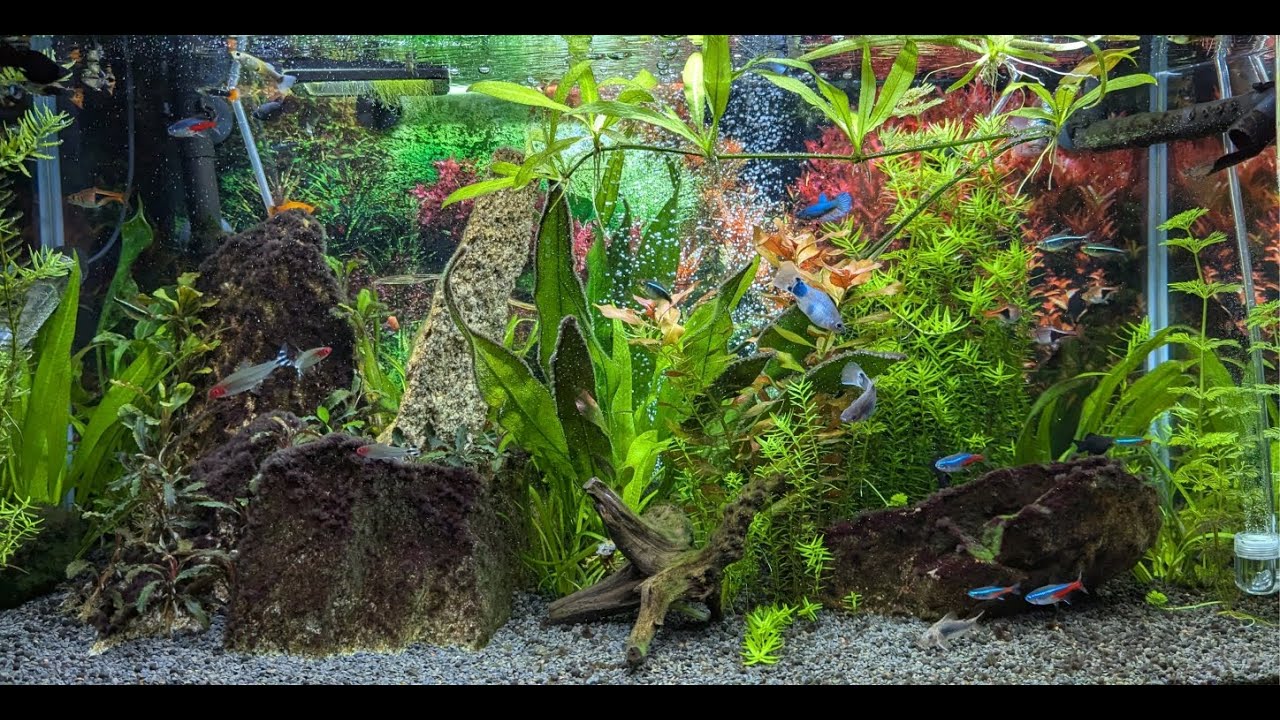 Aquarium peace moments 13 #aquariumlovers #aquário