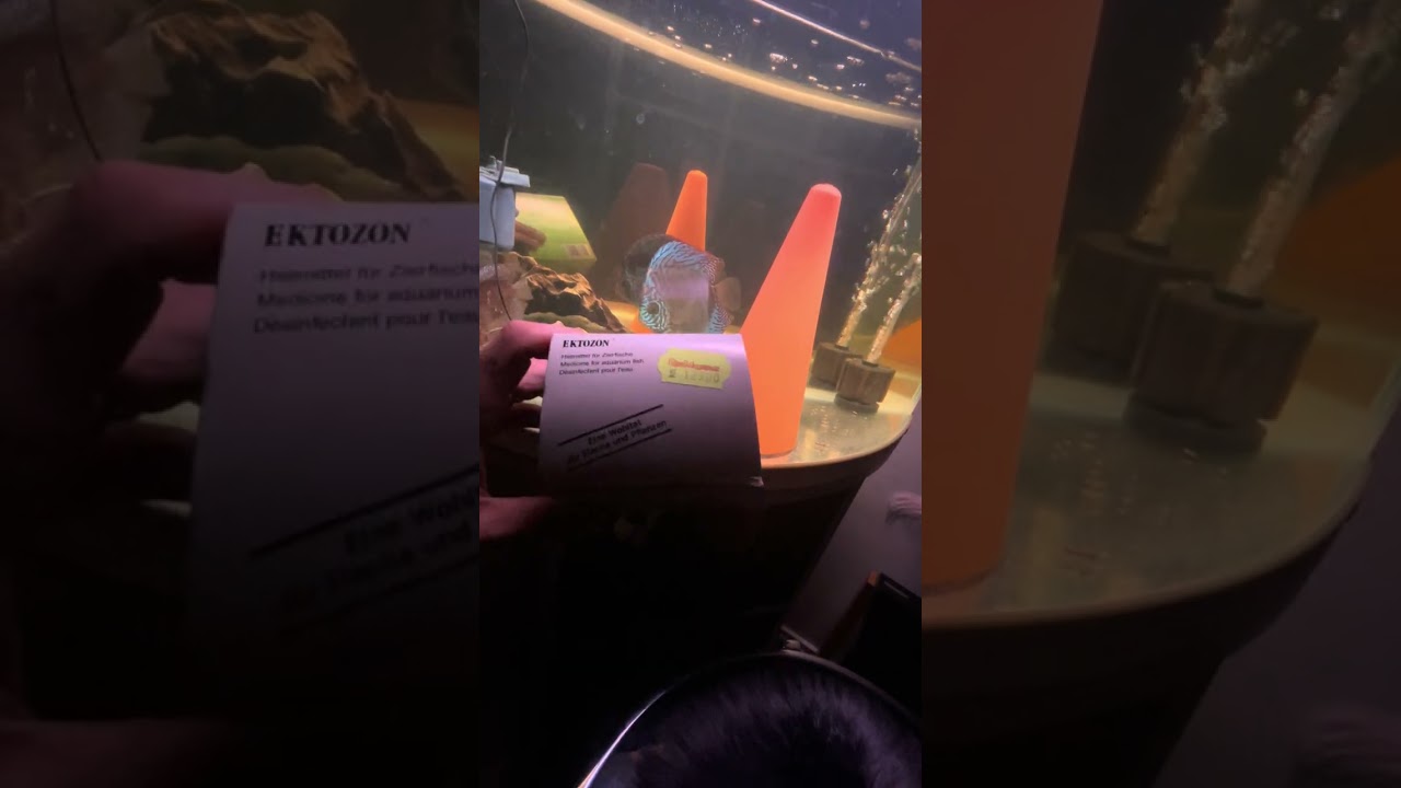 #aquarium طريقة علاج سمك الديسكوس #fish 