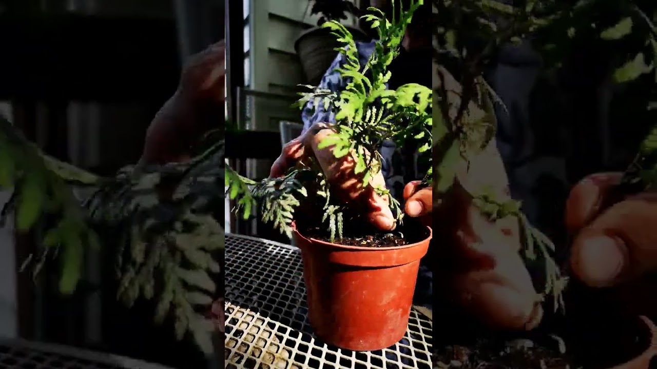 Wiring baby Cedar. Subscribe for more! 