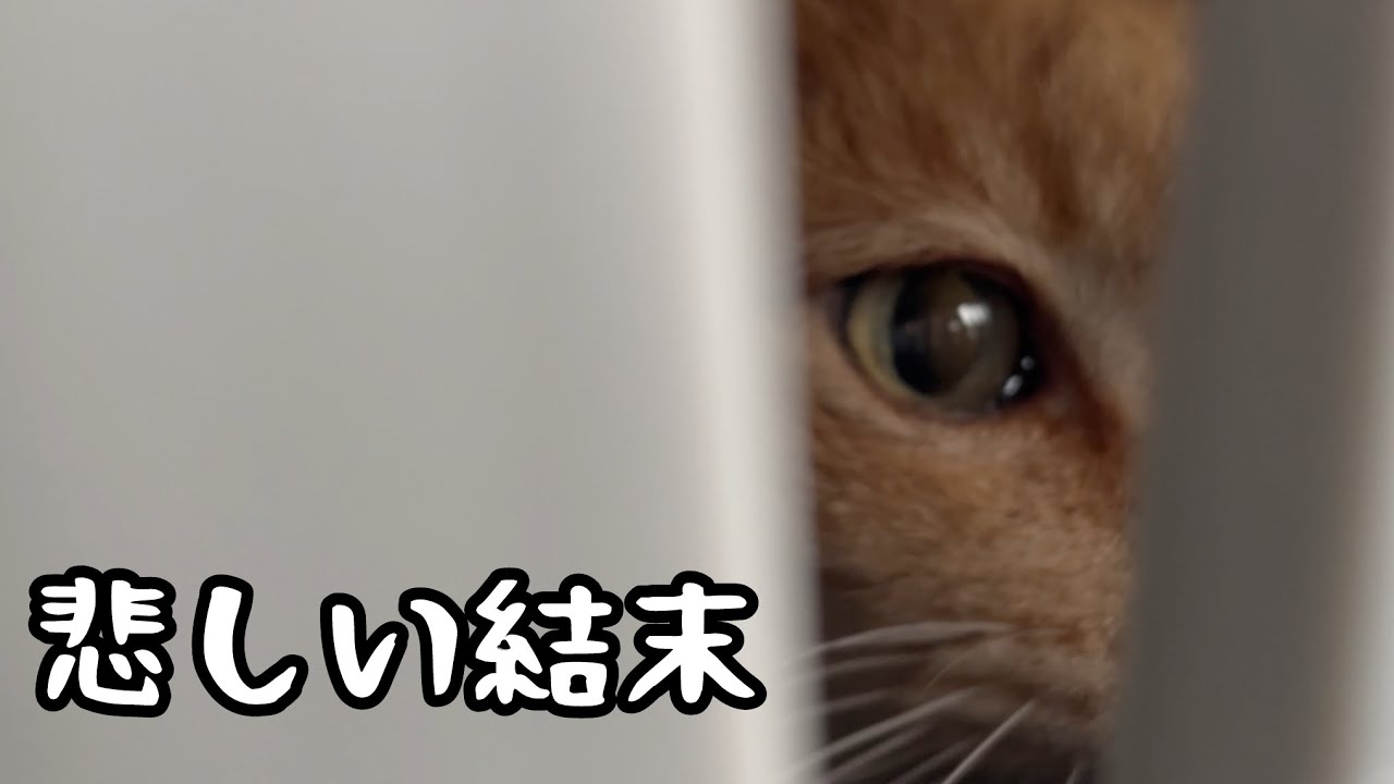 2時間30分かけて14歳猫を譲渡しに里親家へ行きましたが…こんな事ある？