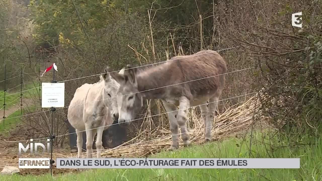 ANIMAUX : Dans le sud, l'éco-paturâge fait des émules