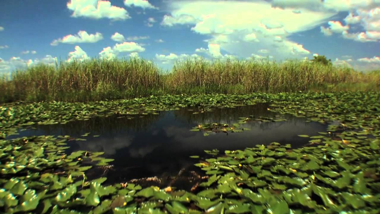 Big Cypress Swamp: Western Everglades - Part 1 of 4