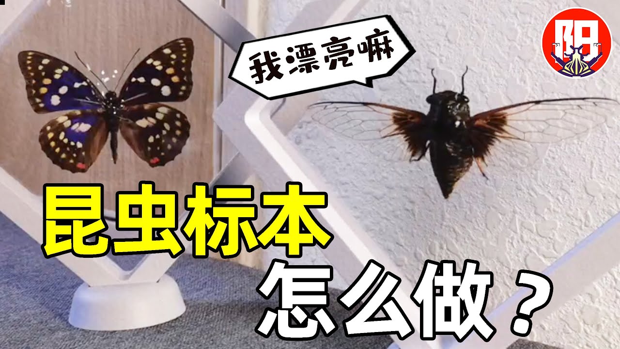 制作昆虫标本原来这么简单？用一盒牙签制作蝉的标本！| 小阳的昆虫世界