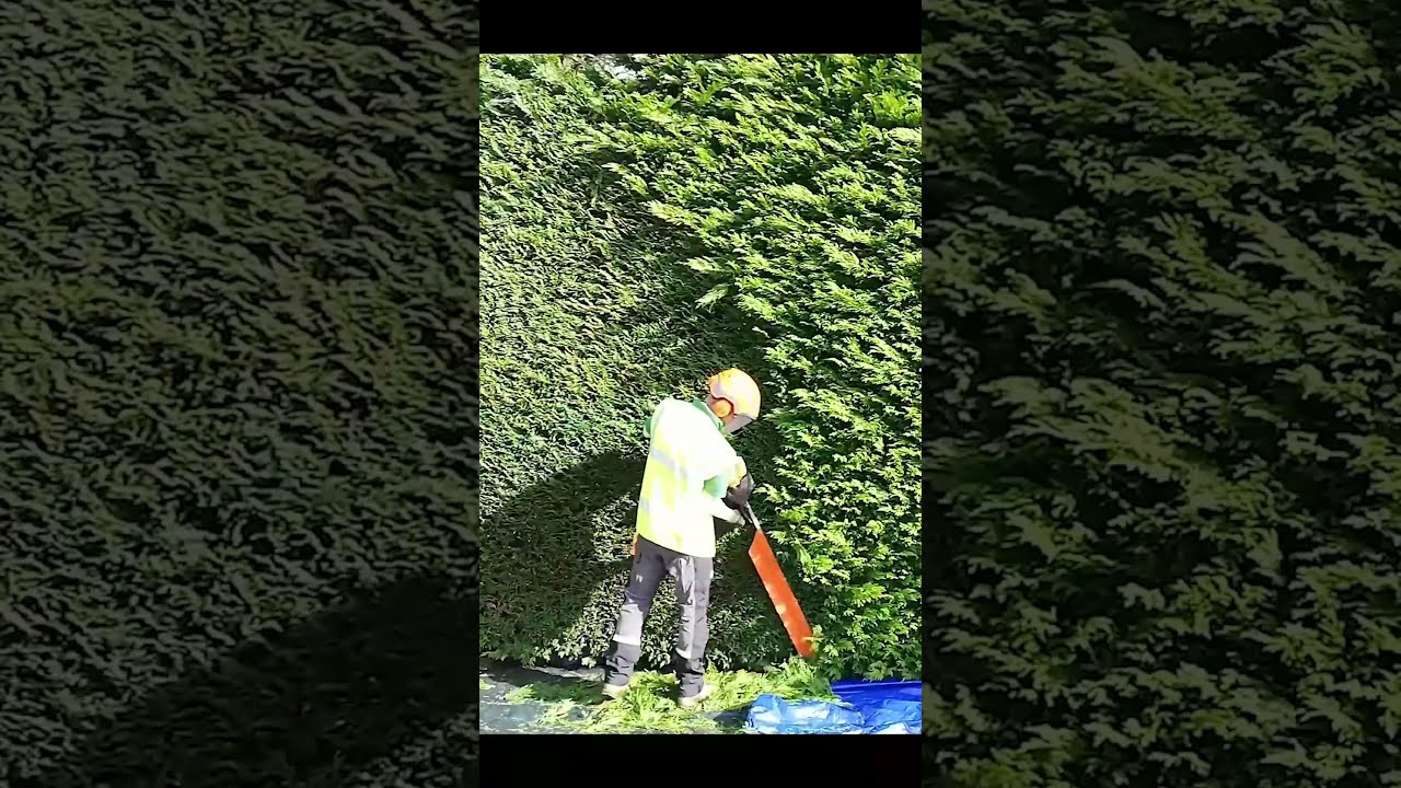 Relaxing landscaping hedge trimming Ep 4 #compilation #satisfying #hedgetrimming #relaxing #2023