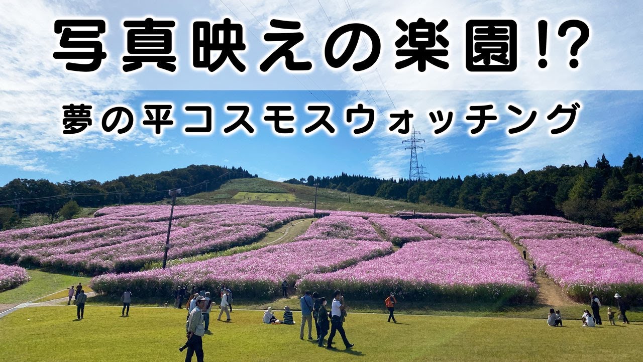 【写真映えしすぎ】砺波市の夢の平コスモスウォッチングが最高に綺麗だった！