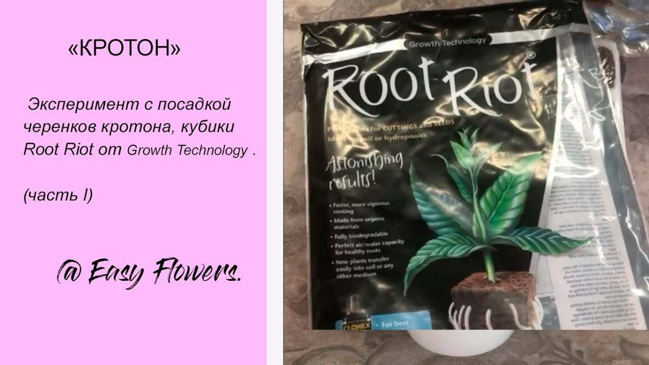 Укоренение черенков кротона в кубики Root Riot от  Growth Technology. Clonex gel корнеобразователь.
