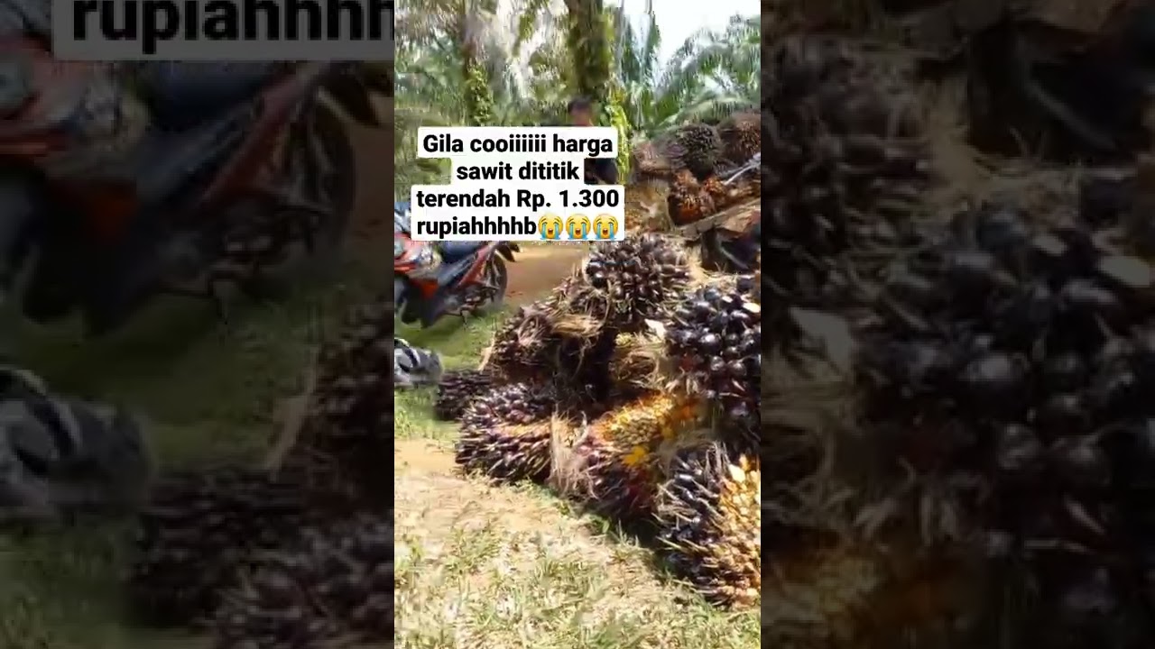 Harga TBS dipetani Bengkulu Terjun bebas hari ini 25 April 2022
