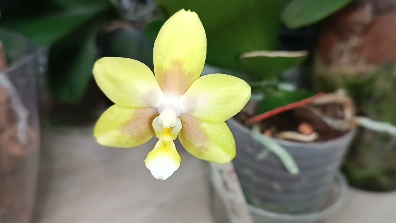 У каждой орхидеи своя проблема🦋орхидеи на один цветочек🌸🌺🏵️