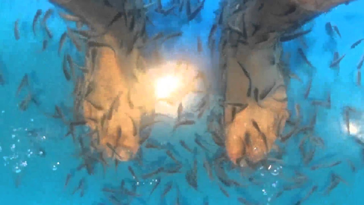 Fish eat dead skin off spa-goers feet