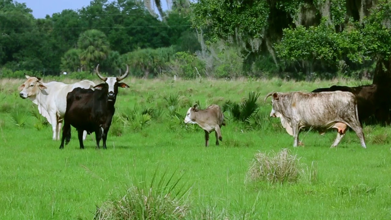 Oak Ridge Ranch