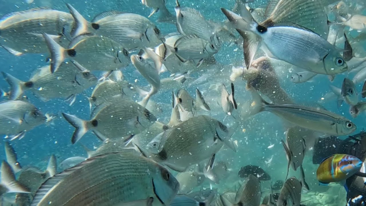 Scuba Diving - Marmaris, Turkey - Marmaris Diving Center - PADI