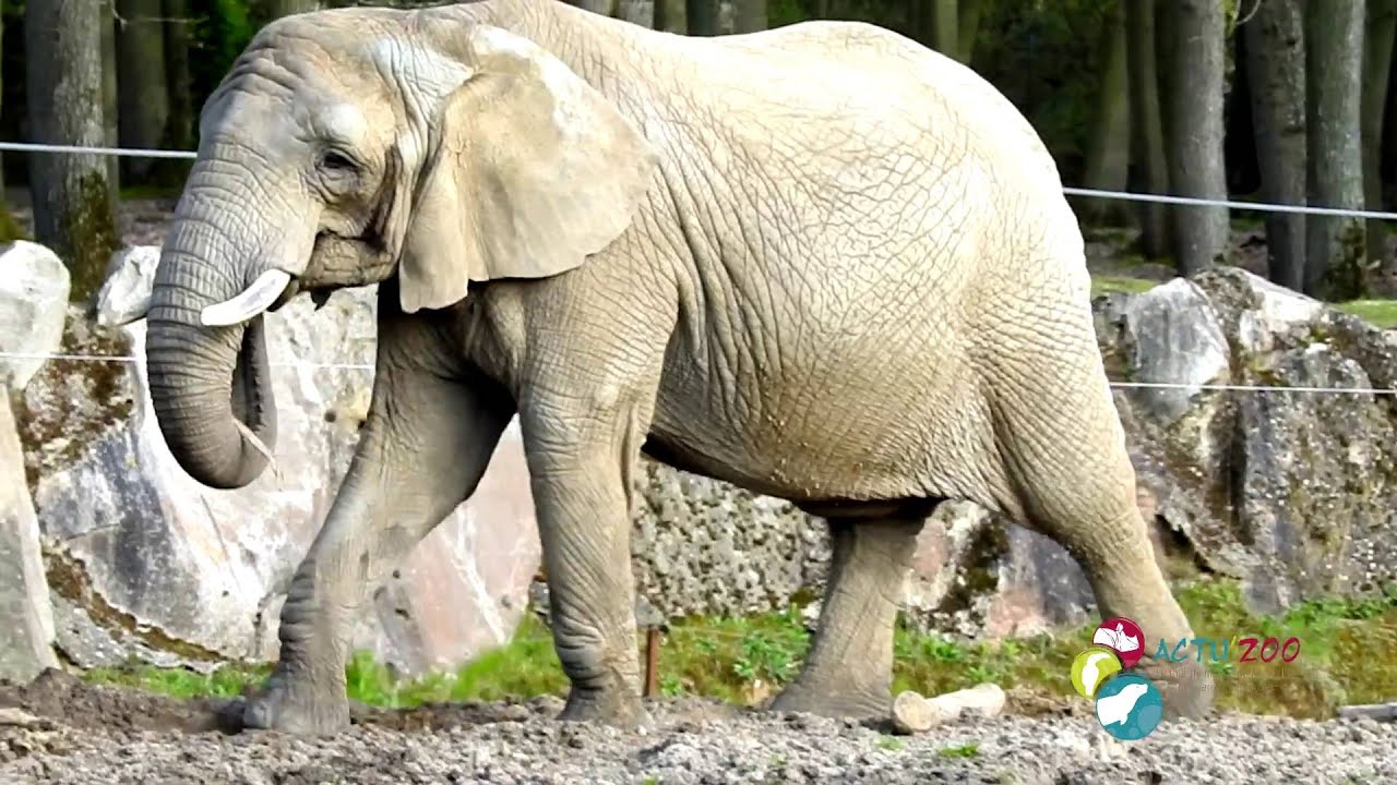 [Thoiry et Actu'Zoo] Episode 1 ! Session de training pour les éléphants