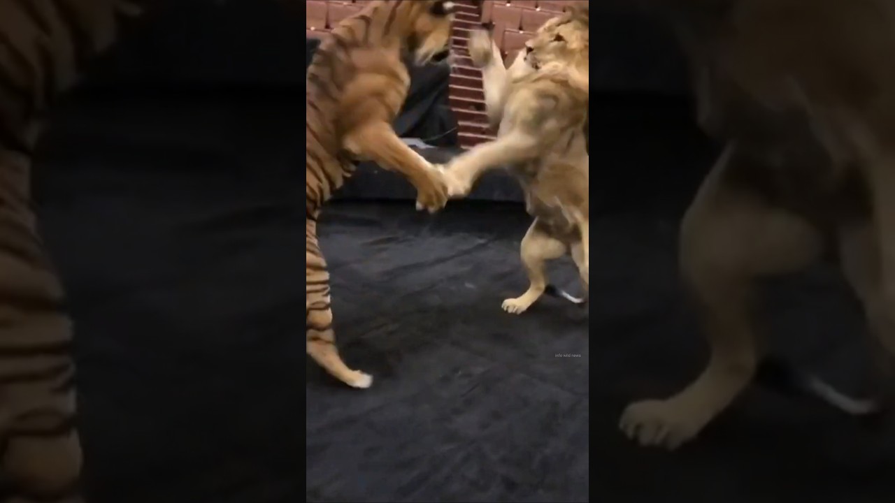 Lion vs Tiger Unexpected Fight By info wild news