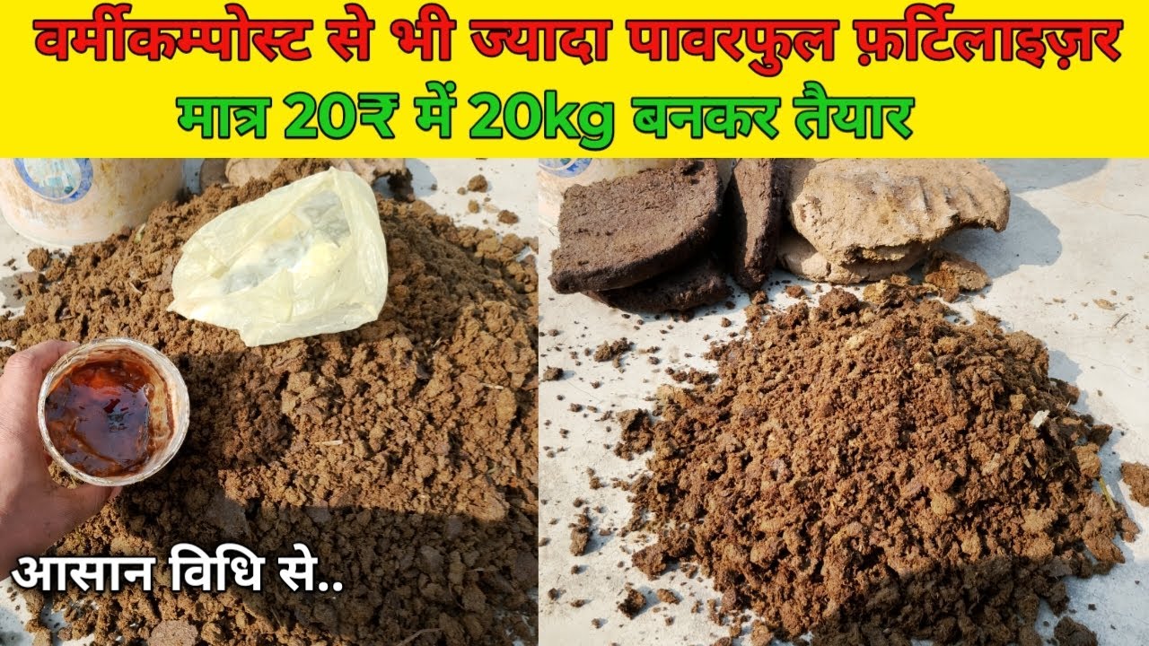 वर्मीकम्पोस्ट से भी ज्यादा पावरफुल फ़र्टिलाइज़र | cow dung composte | @ACPGarden  