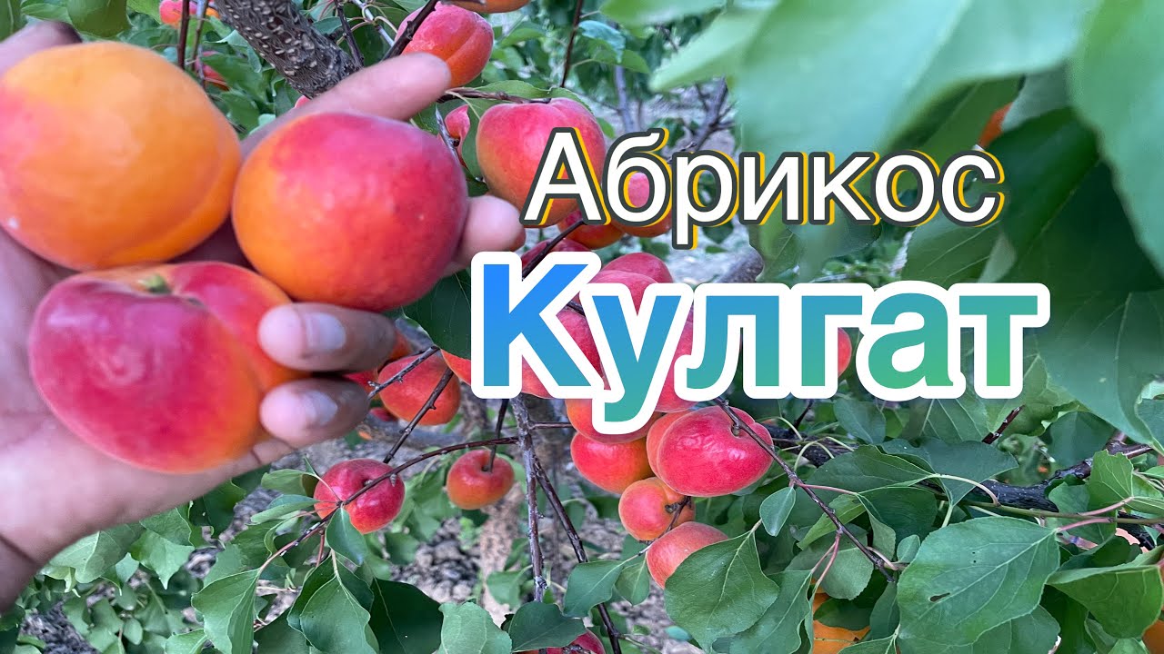 Кулгат - абрикос раннього терміну дозрівання. 25.06.2024. Apricot Koolgat.