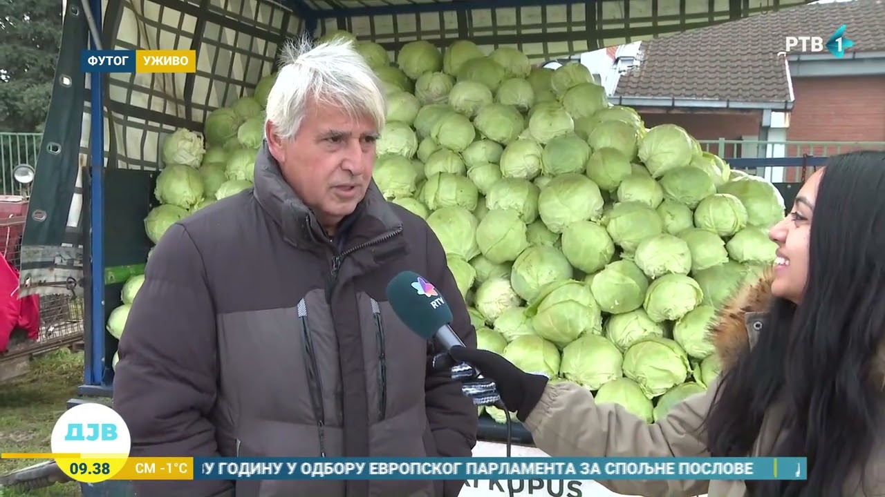 Manji prinos ovogodišnjeg Futoškog kupusa